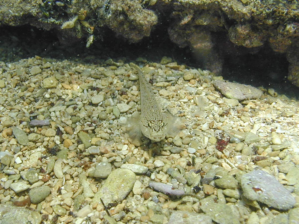 Gobius bucchichi